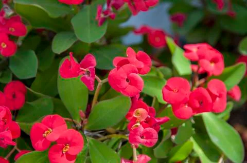 Purple flower Stock Photos