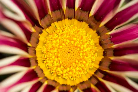 Purple flower Stock Photos