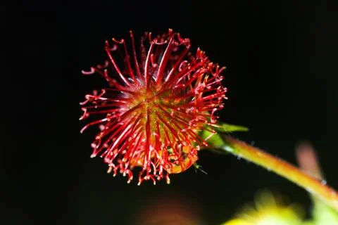 Purple flower 스톡 사진