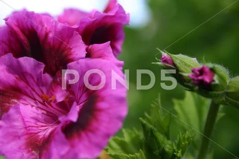 Purple Flower Stock Photos