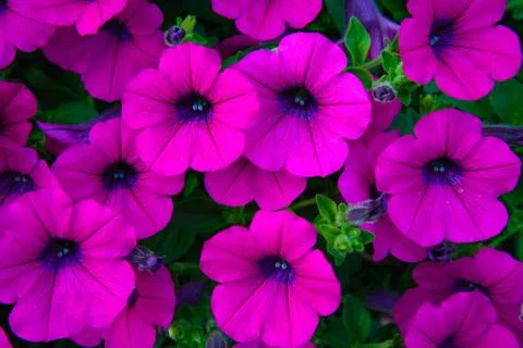 Purple flower Stock Photos