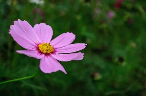 Purple flower Stock Photos