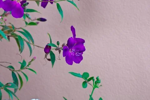 Purple flower Stock Photos