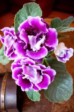 Purple flower Stock-Fotos