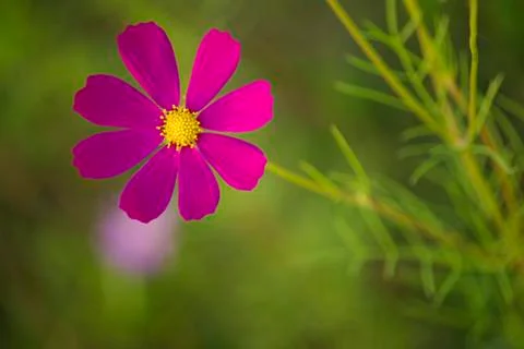 A purple flower Stock Photos
