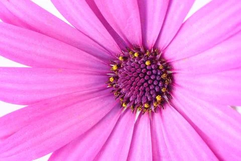 Purple flower Foto stock
