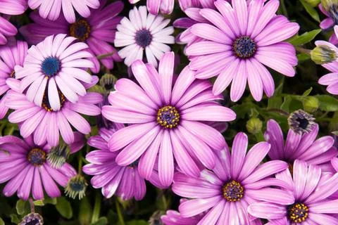Purple flower Stock Photos