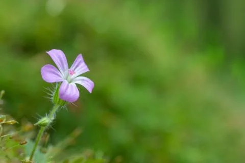 Purple flower Stock Photos