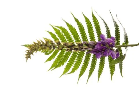 Purple flower Stock Photos