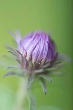 Purple flower Stock Photos