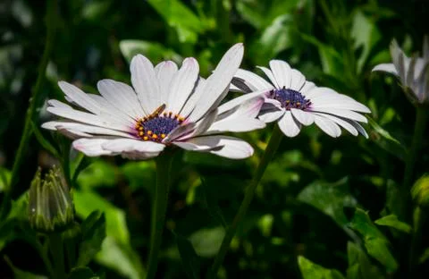 Purple Flower Stock Photos