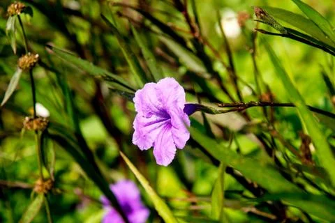 Purple flower Stock Photos