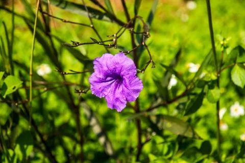 Purple flower Stock Photos