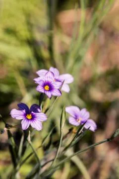 Purple flower Stock Photos