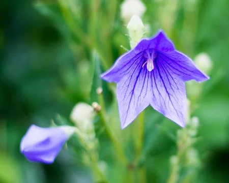 Purple flower Stock Photos