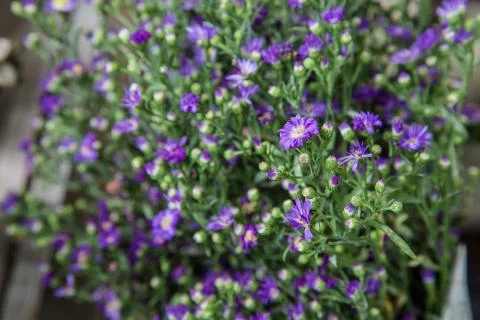 Purple flower Stock Photos