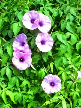 Purple flower Stock Photos