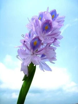 Purple flower Stock Photos