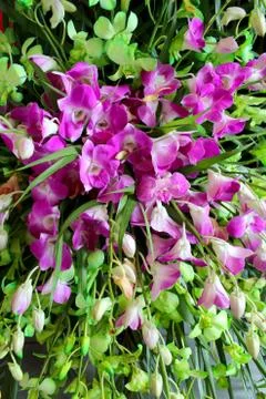 Purple flower Stock Photos