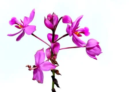 Purple flower Stock Photos