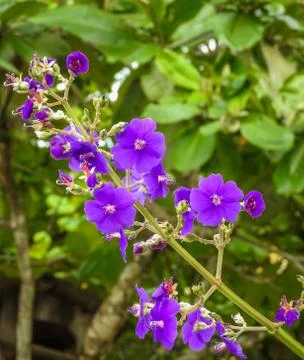 Purple Flower Stock-Fotos
