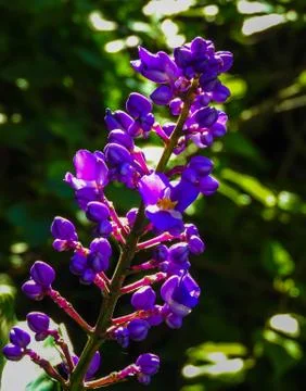 Purple Flower Stock-Fotos