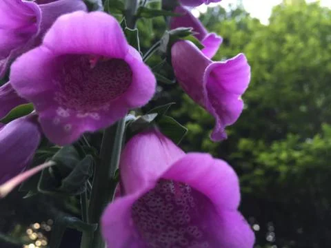 Purple flower Stock Photos