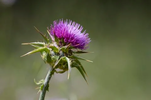 Purple Flower 库存照片