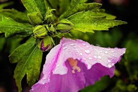 Purple flower Foto stock gratuite