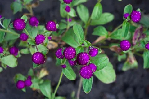 Purple flower. Stock Photos