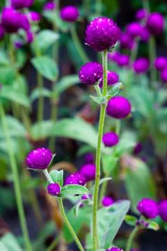 Purple flower. Stock Photos