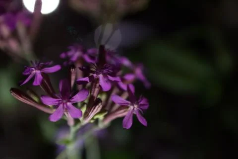 A Purple Flower Stock Photos
