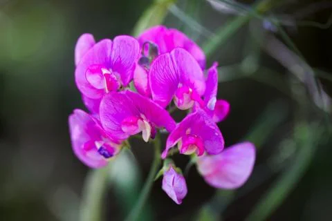 Purple Flower Stock Photos