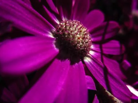 Purple Flower 스톡 사진