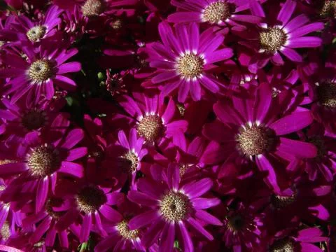 Purple Flower 스톡 사진