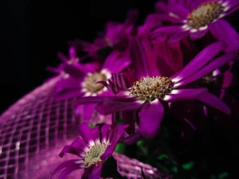 Purple Flower 스톡 사진