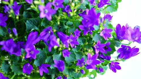 Purple Flower 스톡 사진