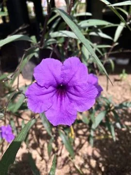 Purple flower Stock Photos