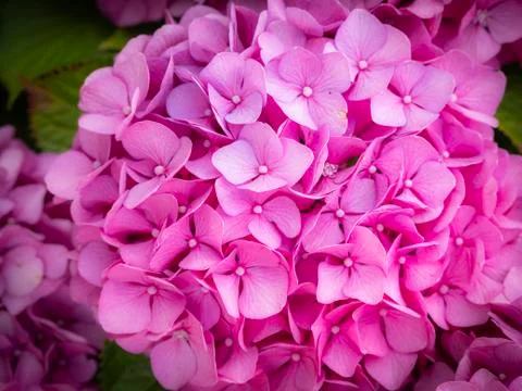 Purple flower Stock Photos