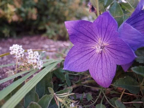 Purple Flower Stock Photos
