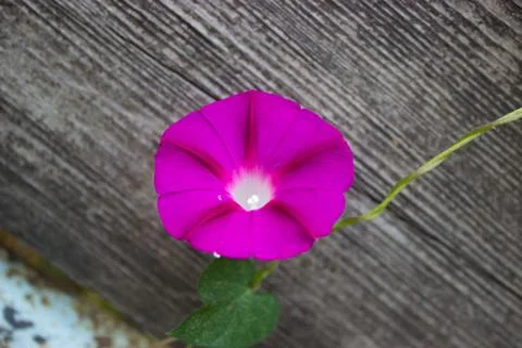 Purple flower Stock Photos