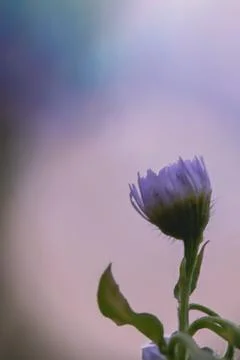 Purple flower Stock Photos
