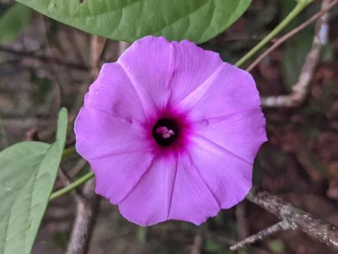 Purple Flower Stock Photos