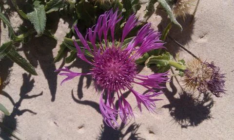 Purple Flower Stock Photos