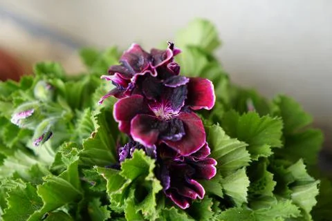 Purple flower Stock Photos