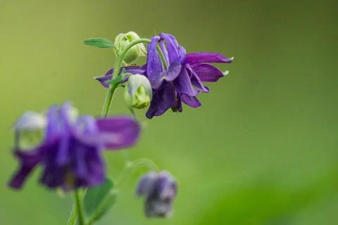 Purple flower Stock Photos