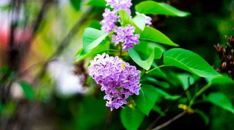 A purple flower Stock Photos