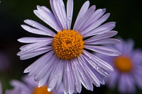 Purple Flower 스톡 사진