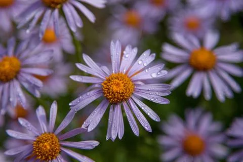 Purple Flower Stock Photos