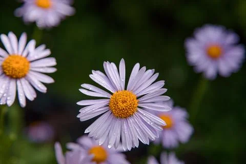 Purple Flower Stock Photos